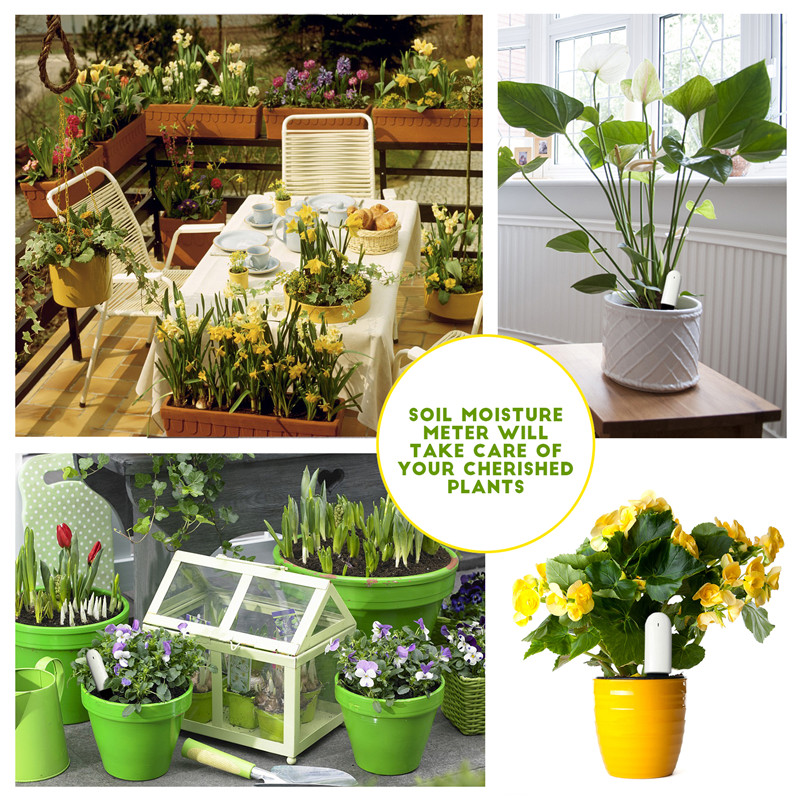HHCC Xiaomi Flower Care Smart  - огляд і ціна Plant Parent App
